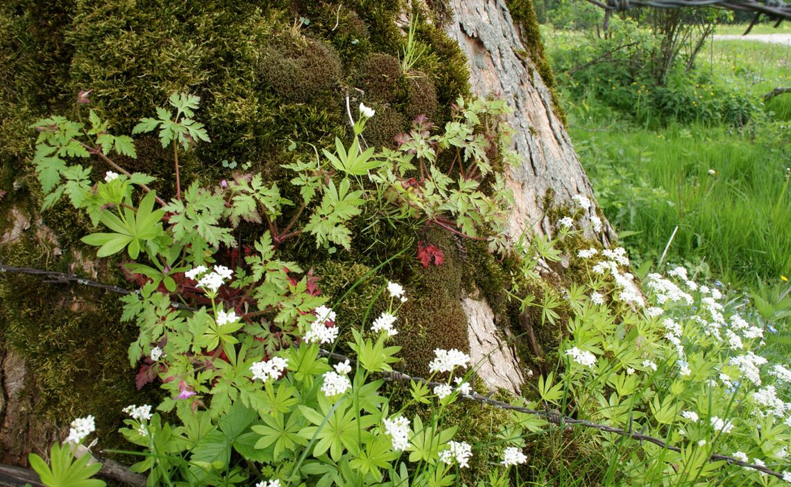 Waldmeister und Storchenschnabel