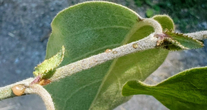 Feuerbrand Obstb&auml;ume 2026