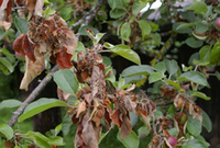 Feuerbrand Obstb&auml;ume 2026_2