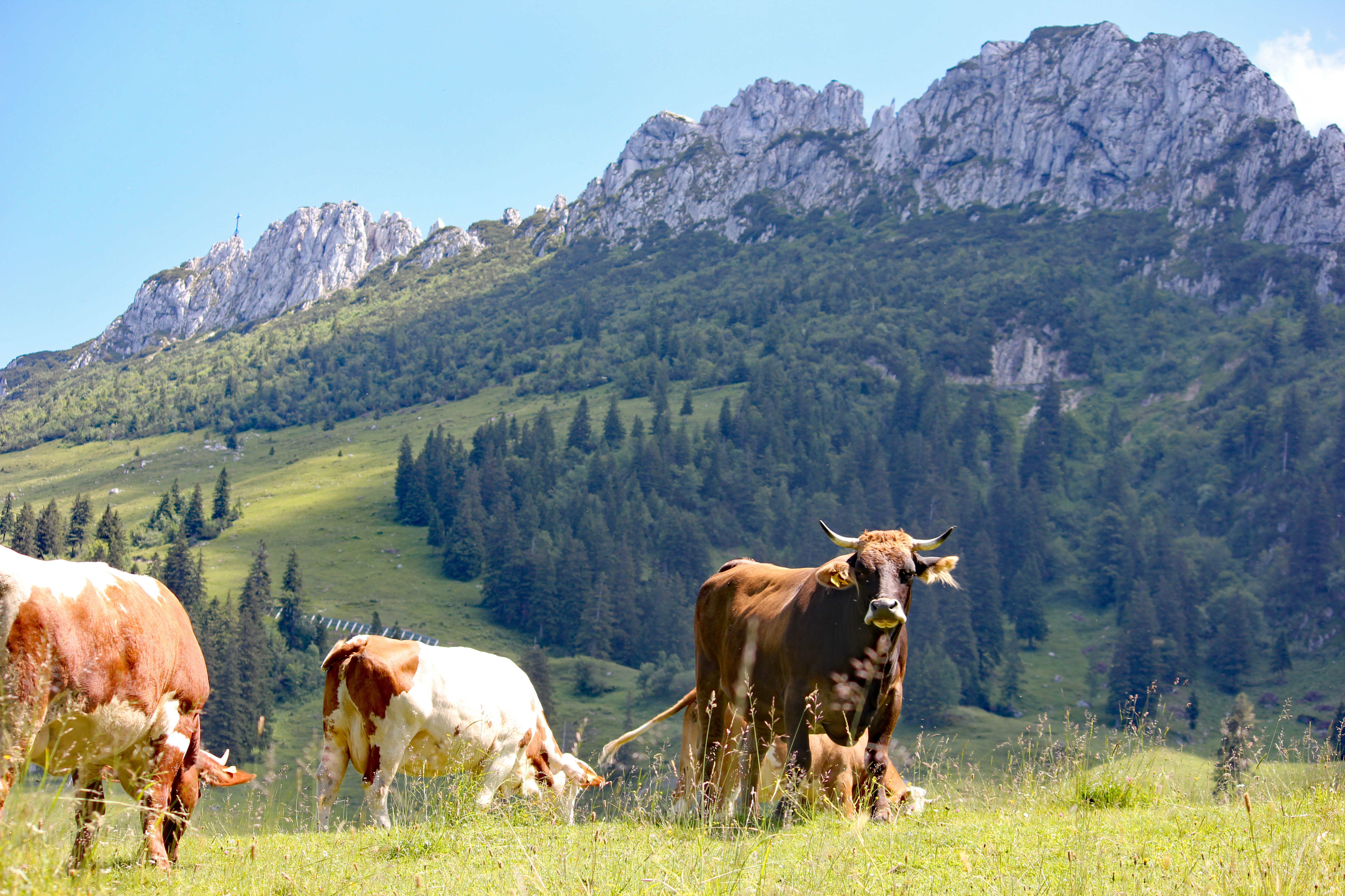Rosenheimer Weidefleisch