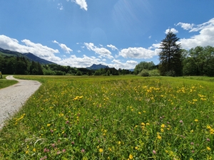 Samerberger Filze MS