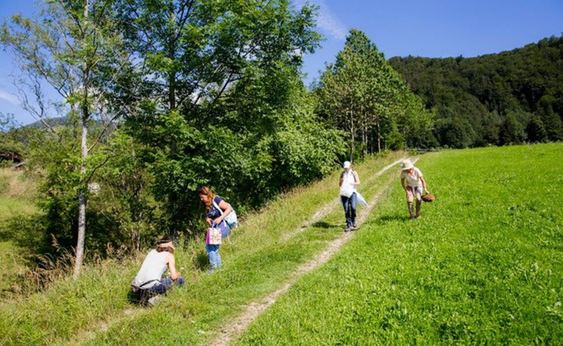 Wildkräuterküche Wandern